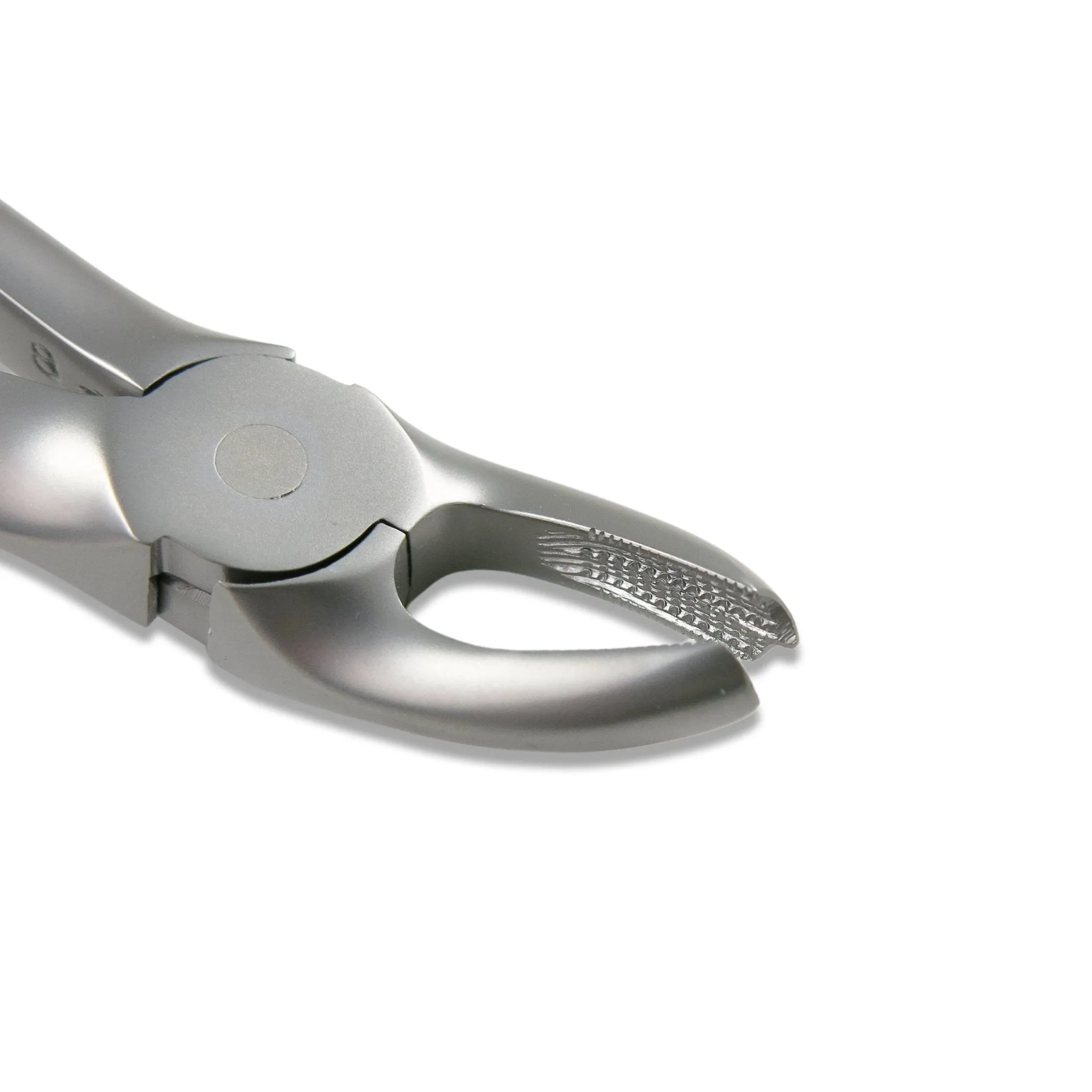 Adult Extraction Forcep, FXX17