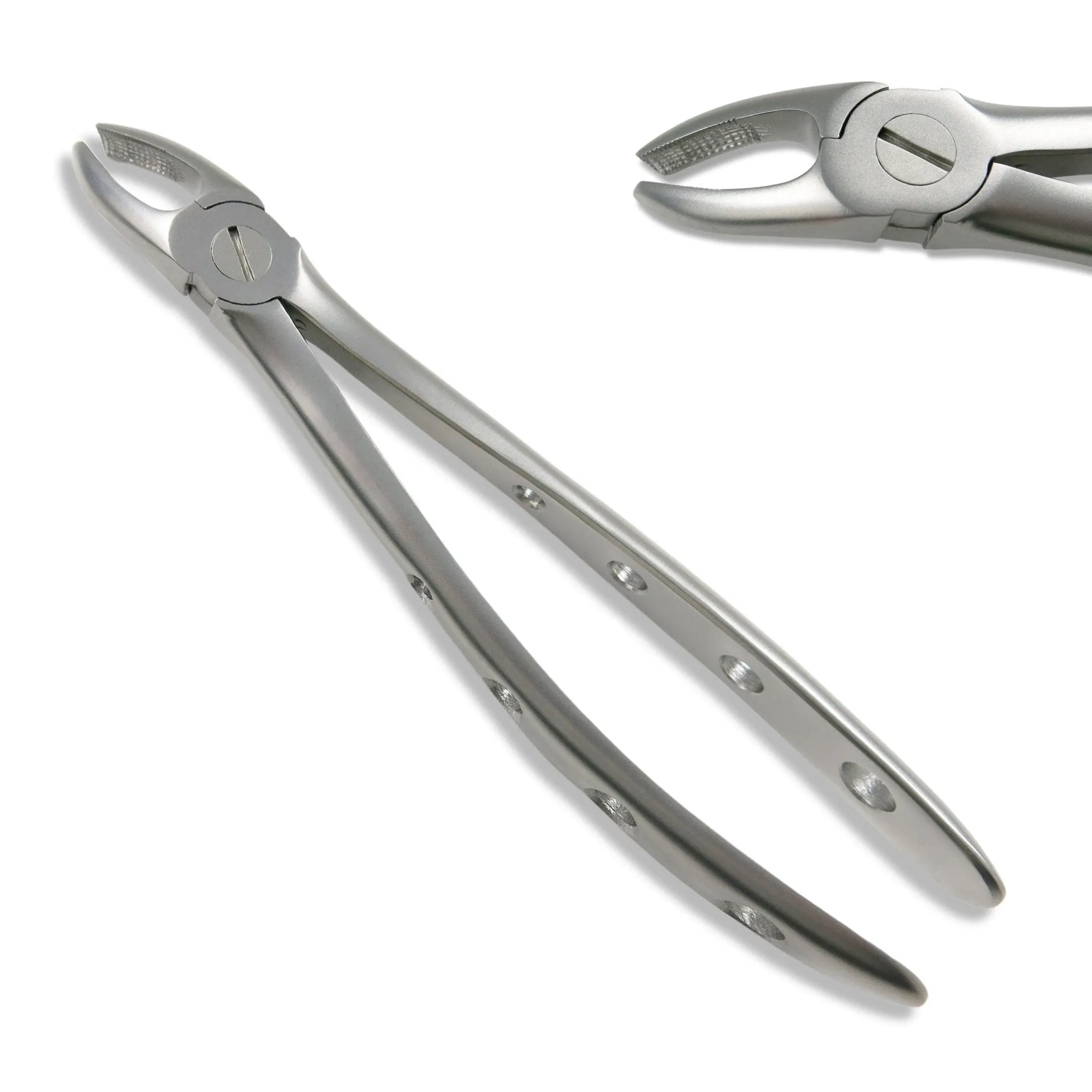 Adult Extraction Forcep, FXX18