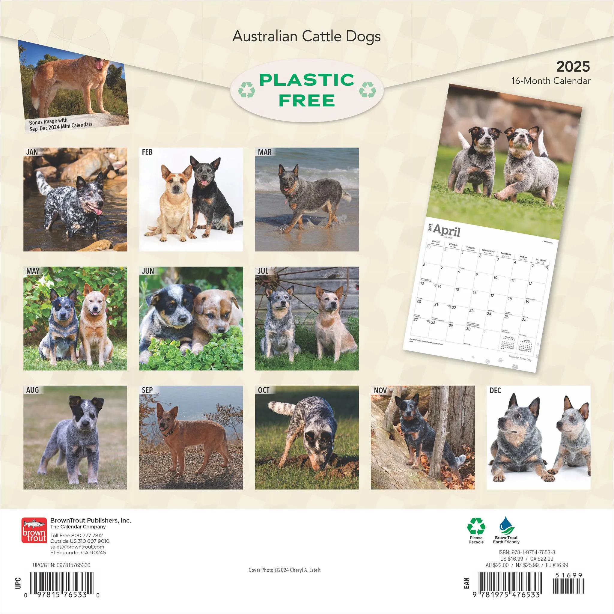 Australian Cattle Dogs Wall 2025 Calendar