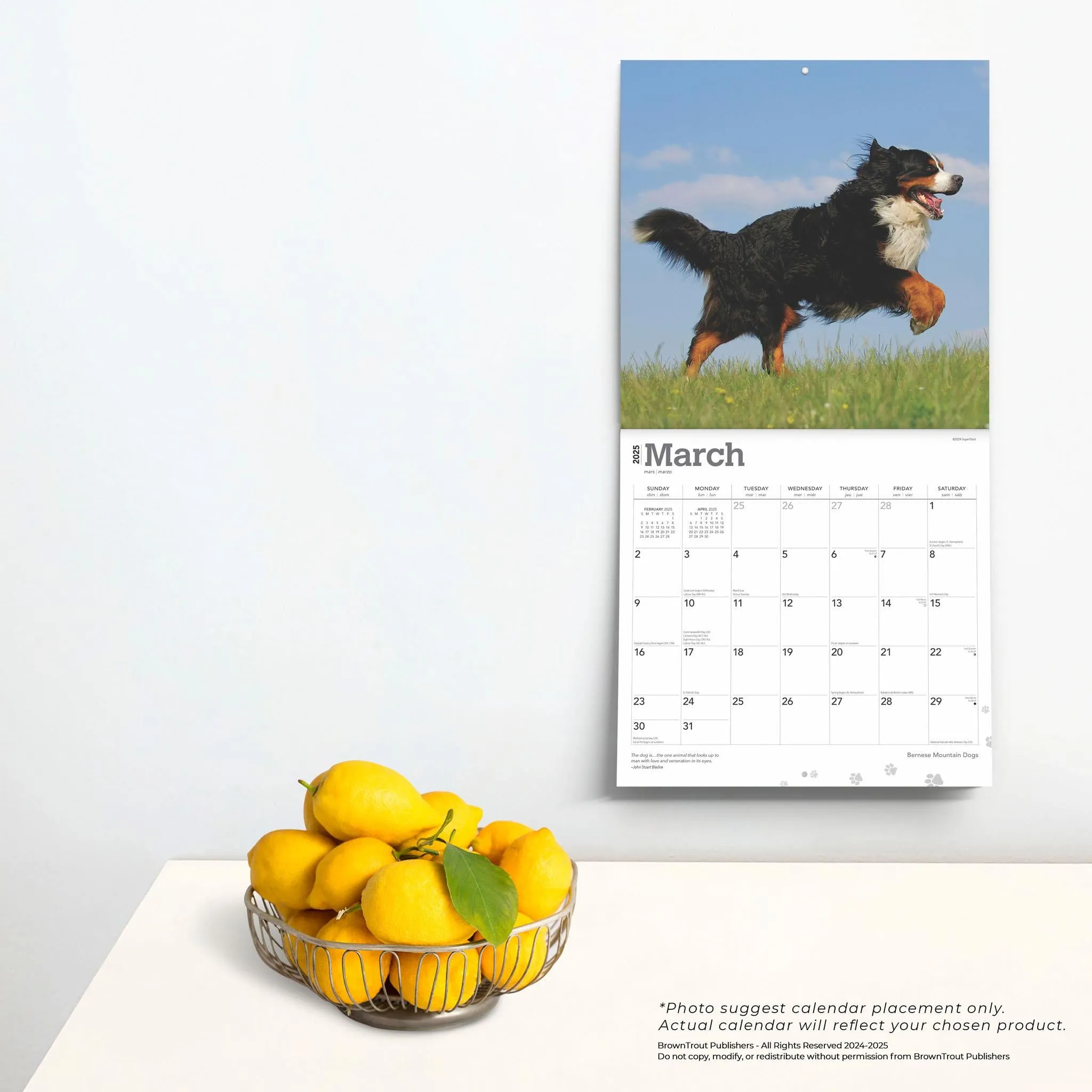 Bernese Mountain Dogs Wall 2025 Calendar