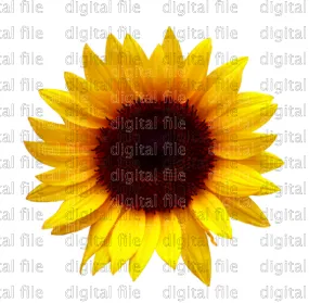 Digital Download Sunflower